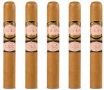Southern Draw Rose of Sharon Toro 5-Pack